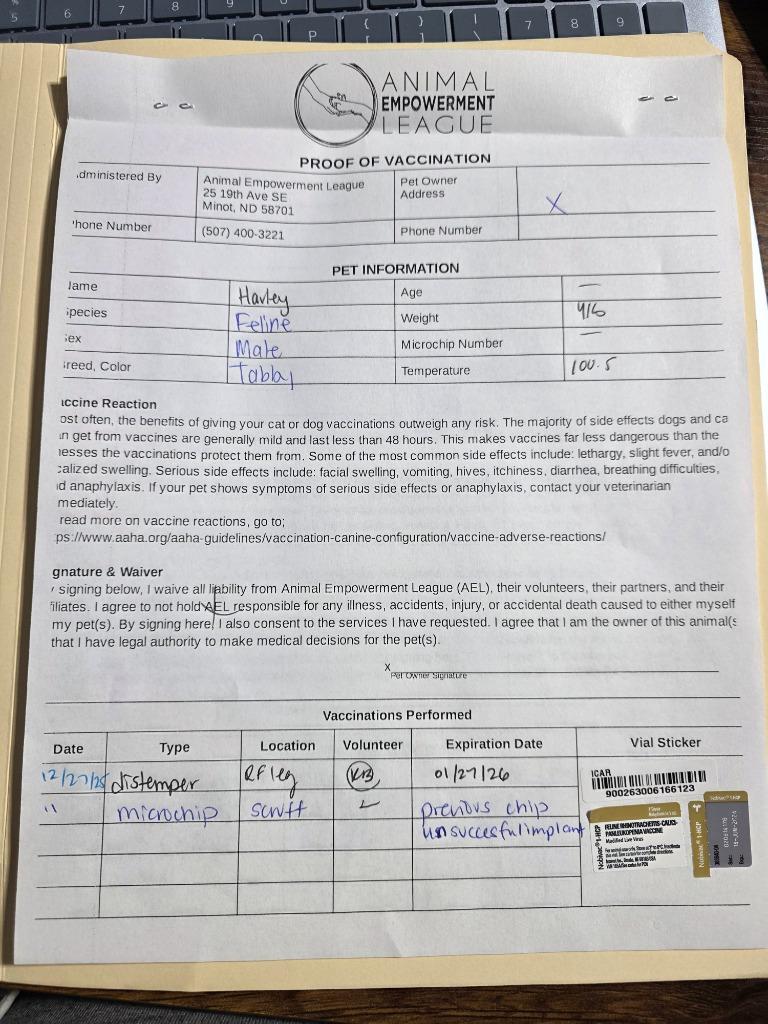 Harley, a Adoptable mixed breed in Minot, ND image 4/4