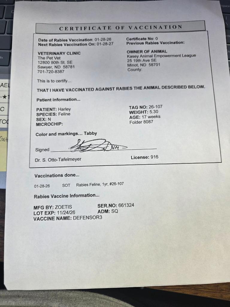 Harley, a Adopted mixed breed in Minot, ND image 5/5