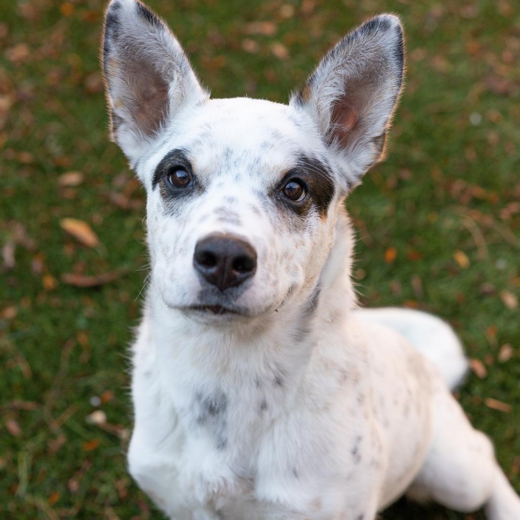 Enlarge Robin, a Adoptable mixed breed in Naperville, IL image 2/6