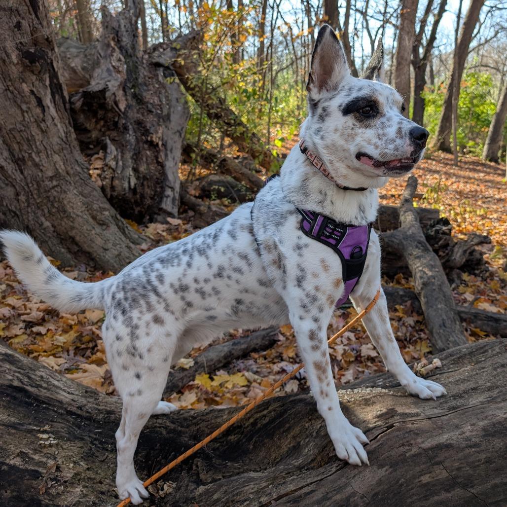 Enlarge Robin, a Adoptable mixed breed in Naperville, IL image 4/6