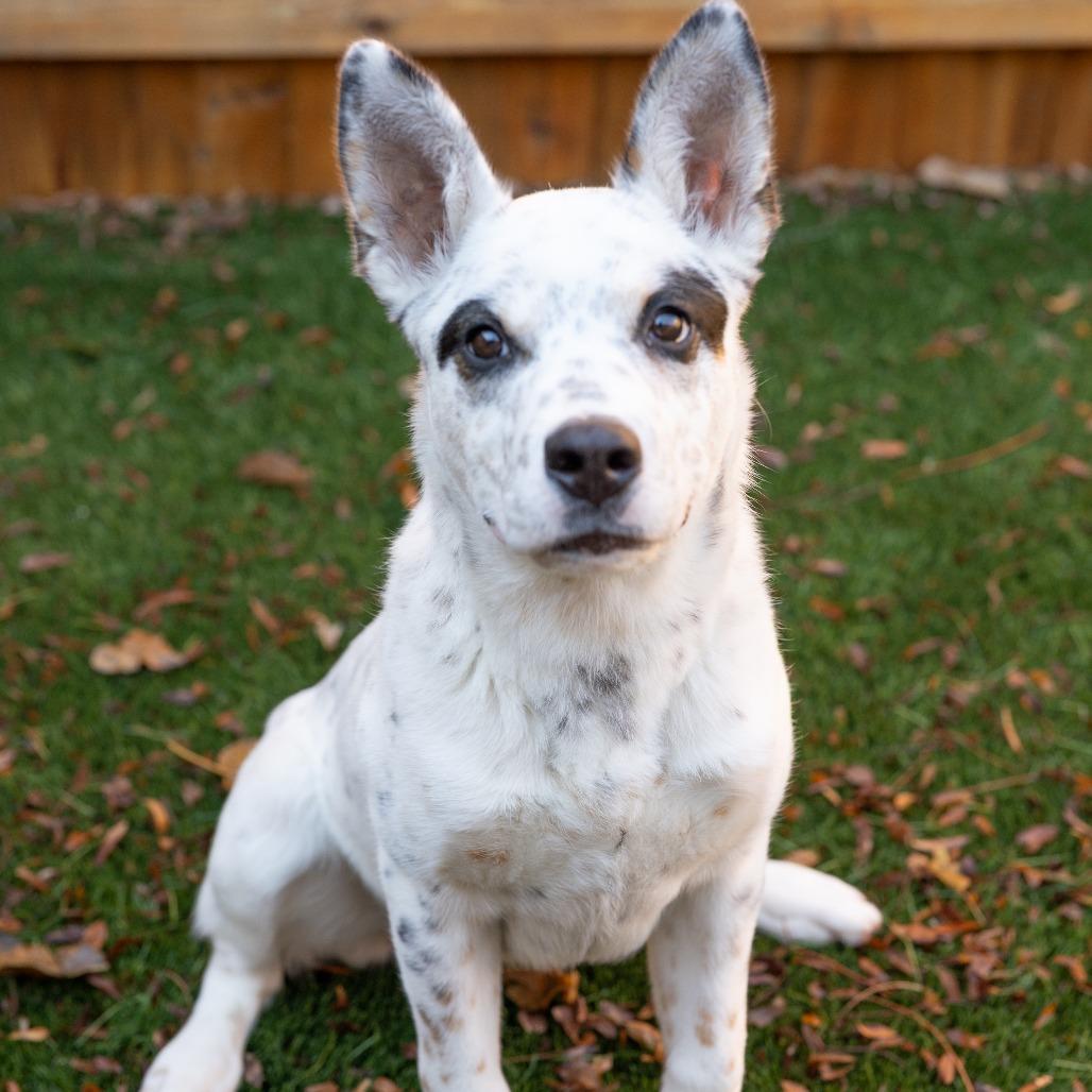 Enlarge Robin, a Adoptable mixed breed in Naperville, IL image 1/6