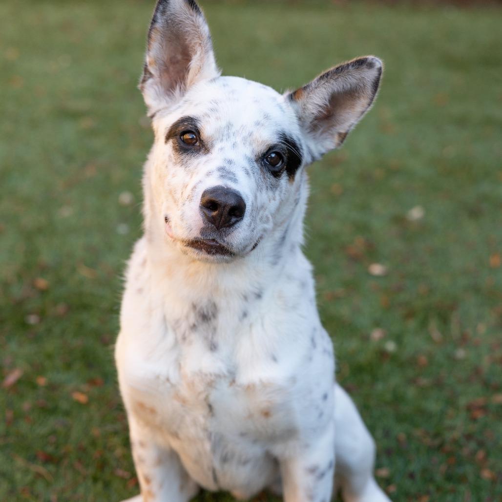 Enlarge Robin, a Adoptable mixed breed in Naperville, IL image 5/6
