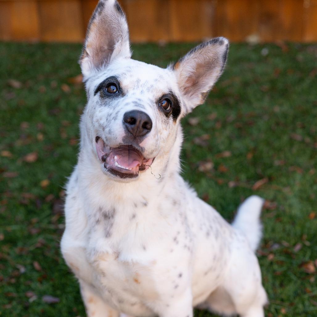Enlarge Robin, a Adoptable mixed breed in Naperville, IL image 3/6