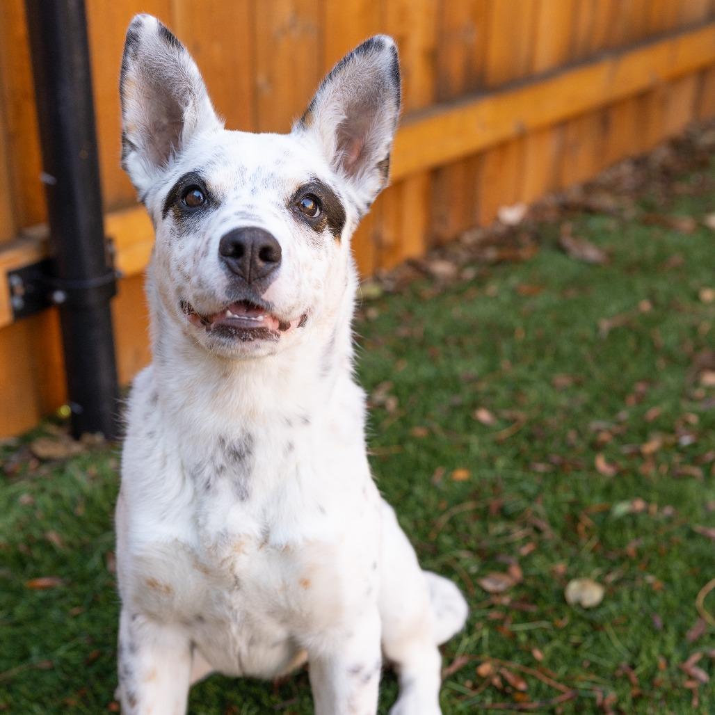 Enlarge Robin, a Adoptable mixed breed in Naperville, IL image 5/6