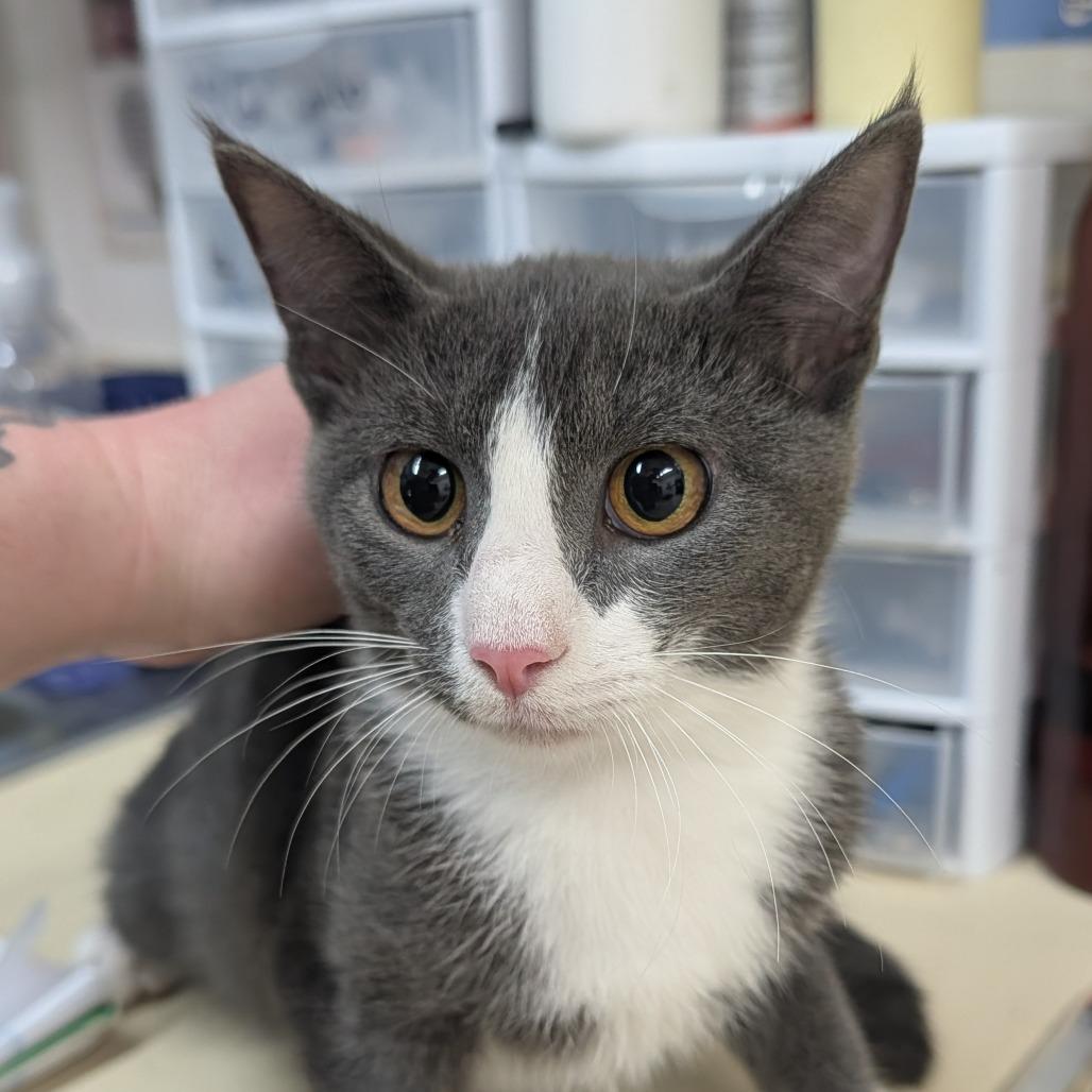 Izzy, Adoptable, Young Female Domestic Short Hair.