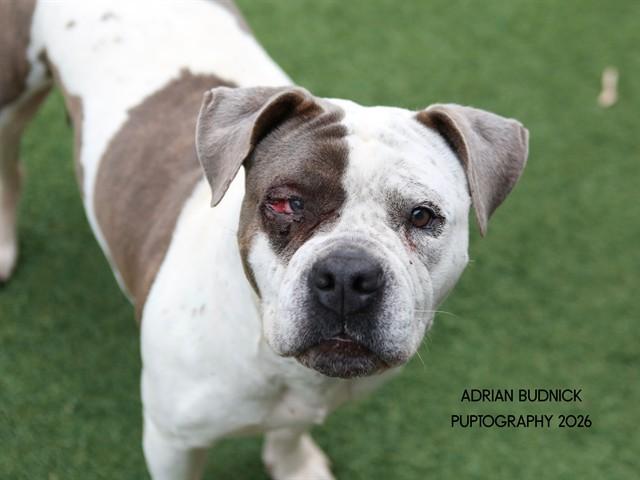 Junebug, ADOPTABLE, Senior Female Mixed Breed.