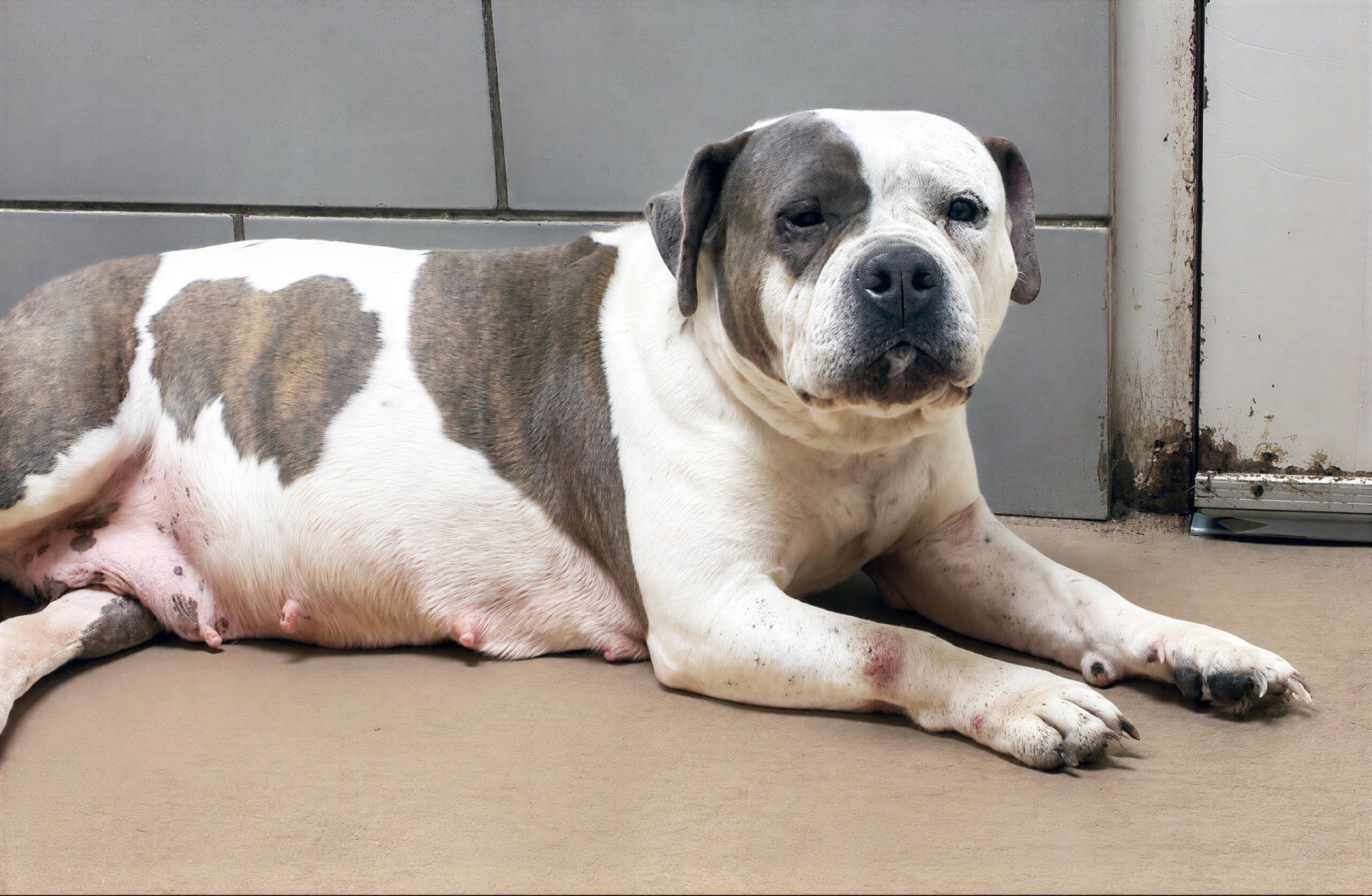 Junebug, a ADOPTABLE Mixed Breed in Nashville, TN image 2/2
