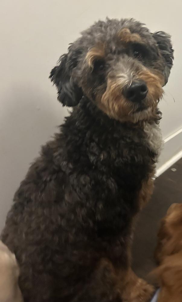 Enlarge Cooper, a Adoptable Aussiedoodle in Brownstown, IN image 1/3