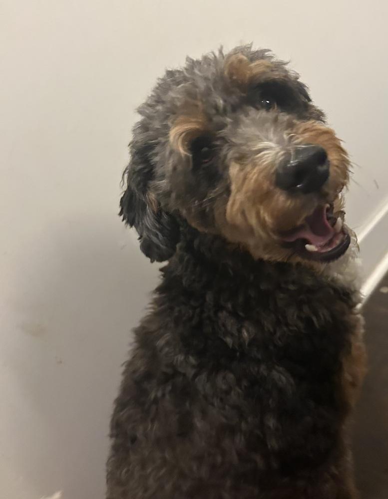 Enlarge Cooper, a Adoptable Aussiedoodle in Brownstown, IN image 3/3