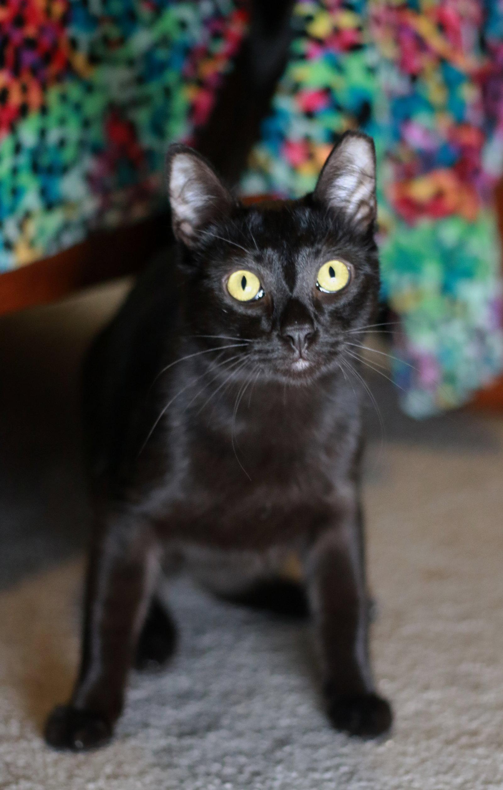 Licorice, Adoptable, Young Male Domestic Short Hair.