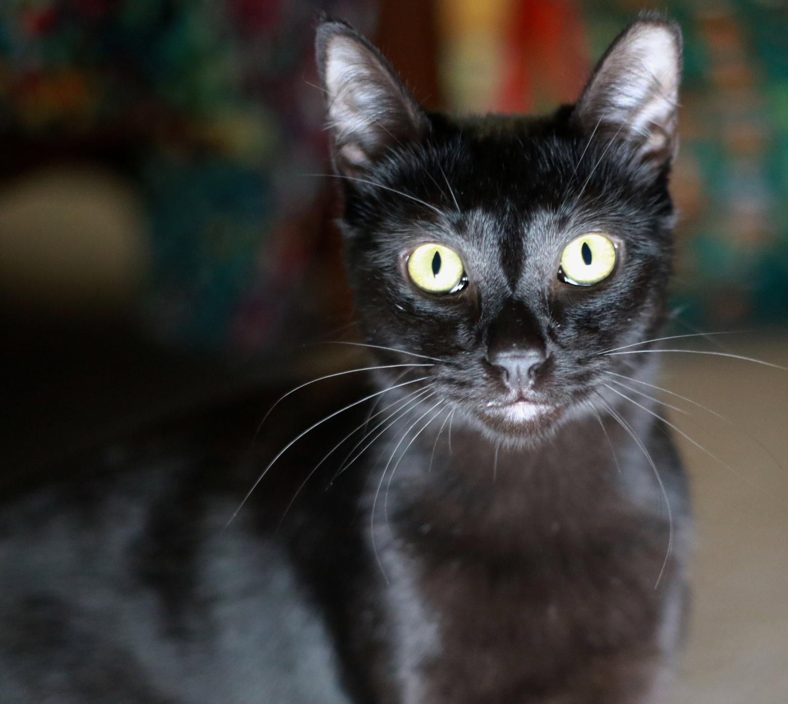 Enlarge Licorice, a Adoptable Domestic Short Hair in Mankato, MN image 2/3
