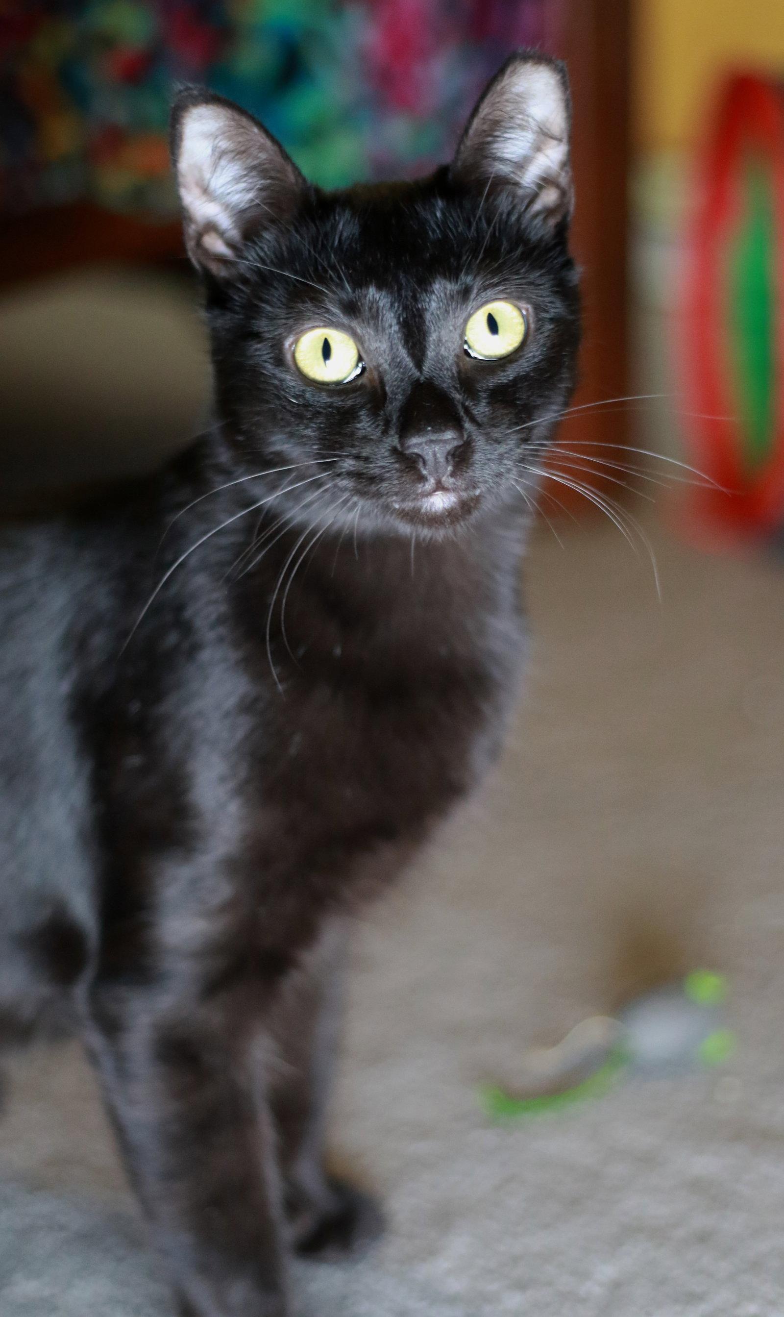Enlarge Licorice, a Adoptable Domestic Short Hair in Mankato, MN image 3/3