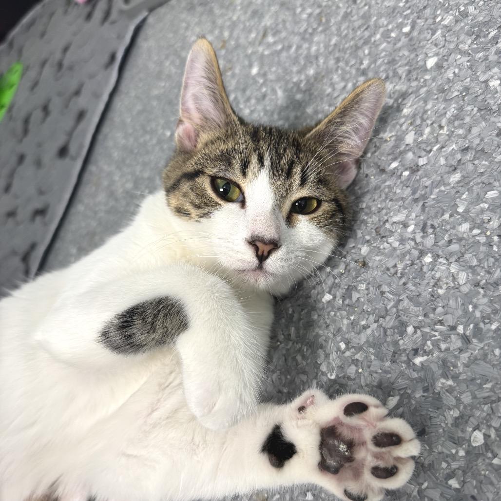 Star Lord, Adoptable, Young Male Domestic Short Hair.