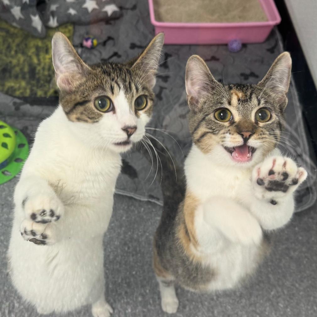 Enlarge Star Lord, a Adoptable Domestic Short Hair in Zimmerman, MN image 2/2