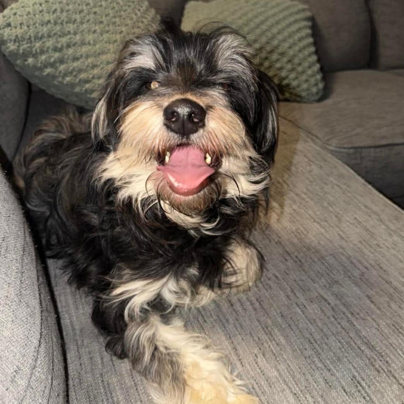 2139 Theo, Adoptable, Adult Male Schnauzer & Shih Tzu.