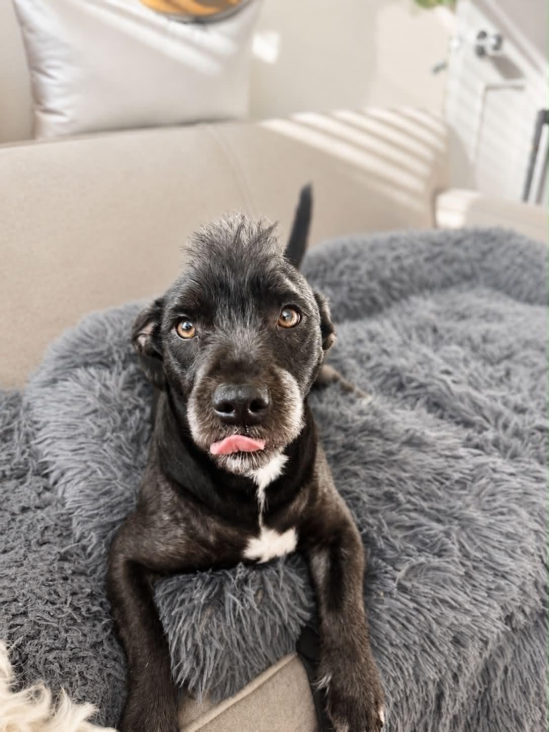 Button, a ADOPTABLE mixed breed in Pittsburg, CA image 1/5
