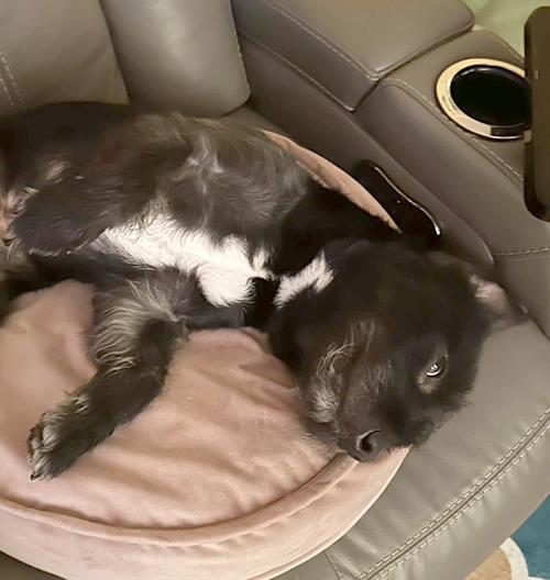 Button, a ADOPTABLE mixed breed in Pittsburg, CA image 4/5