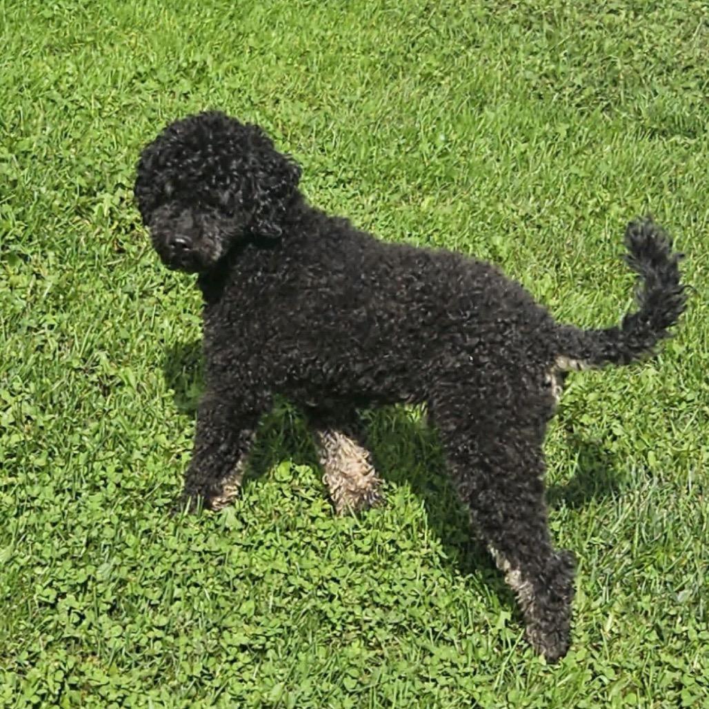 Enlarge Pepper, a Adoptable Miniature Poodle in Homer, NY image 2/2