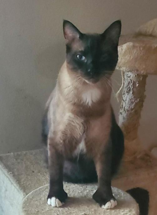Paulie polydactyl, Adoptable, Adult Male Siamese.