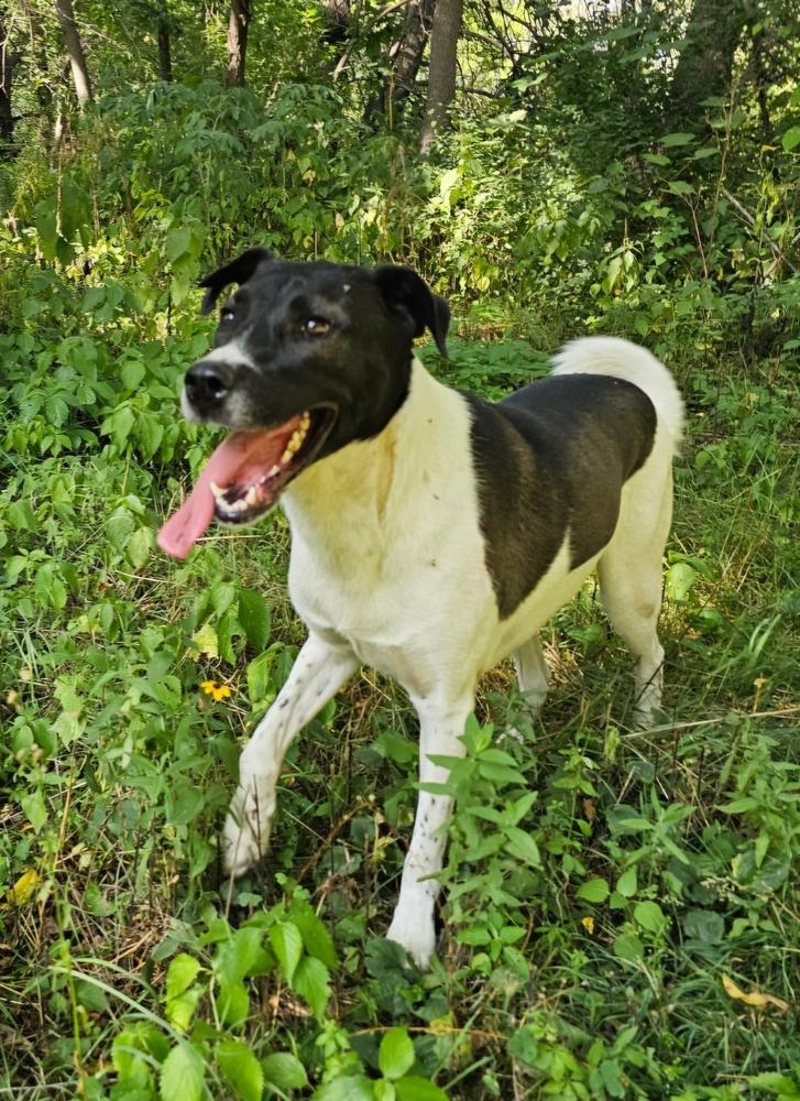 Enlarge Ribsy, a Adoptable mixed breed in Hastings, MN image 2/6