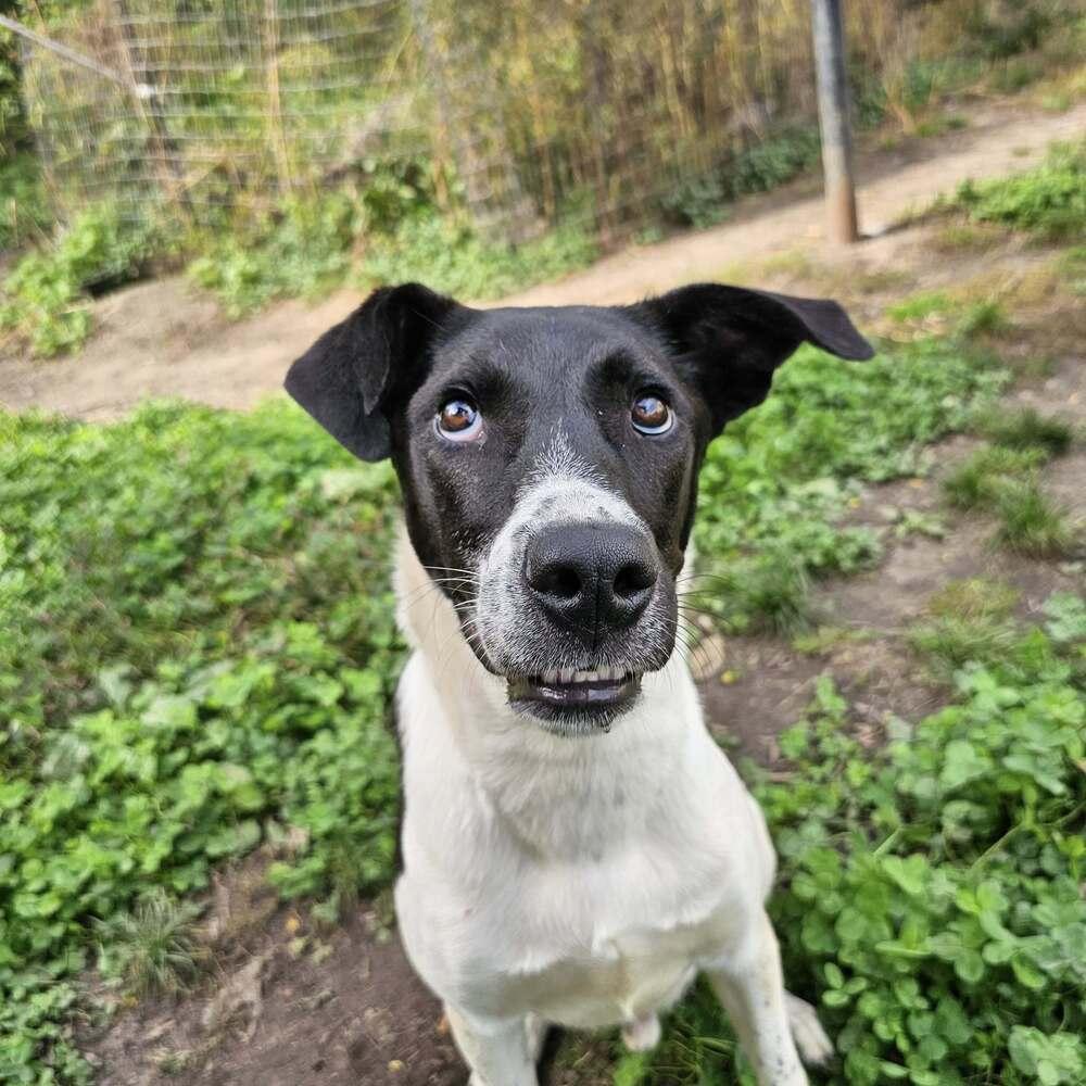 Enlarge Ribsy, a Adoptable mixed breed in Hastings, MN image 3/6