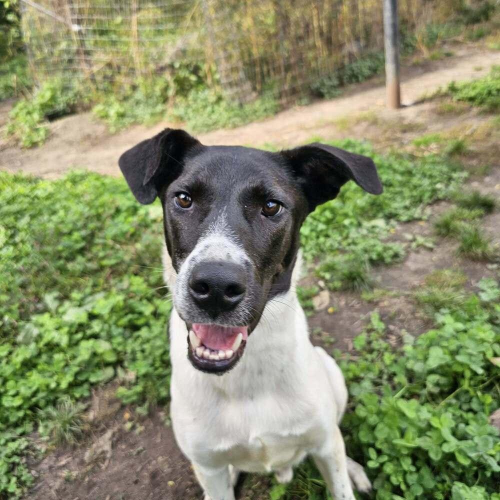 Enlarge Ribsy, a Adoptable mixed breed in Hastings, MN image 4/6