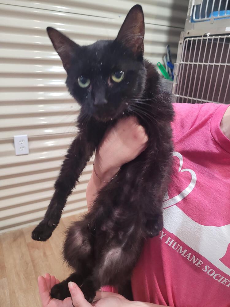 Swayze, Adoptable, Adult Female Domestic Short Hair.