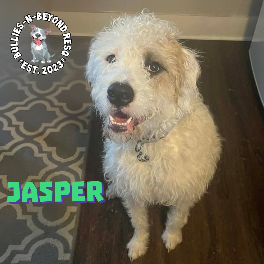 Jasper, Adoptable, Young Male Bernese Mountain Dog & Pit Bull Terrier.