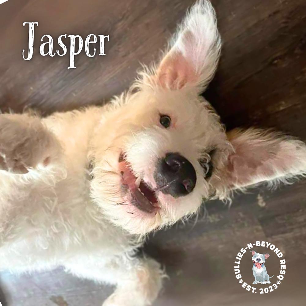 Enlarge Jasper, a Adoptable mixed breed in Omaha, NE image 2/6