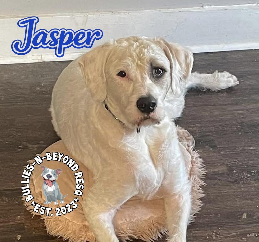 Jasper, Adoptable, Young Male Bernese Mountain Dog & Pit Bull Terrier.