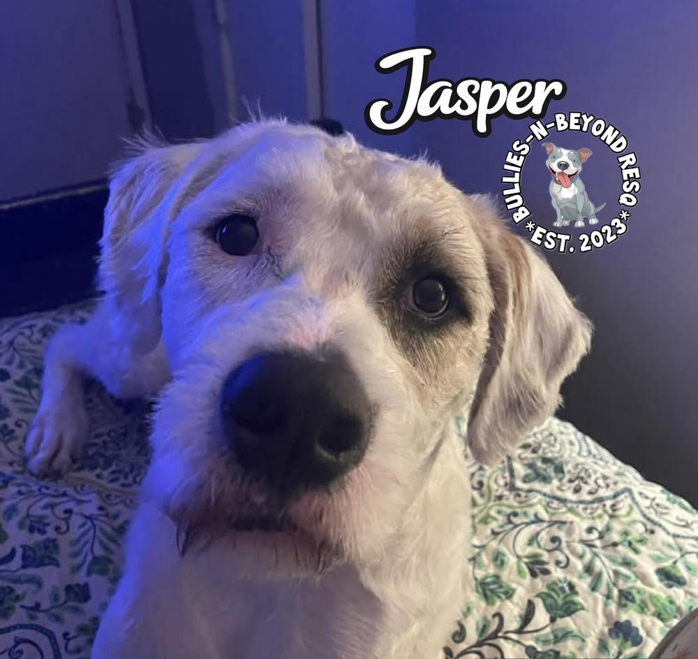 Enlarge Jasper, a Adoptable mixed breed in Omaha, NE image 2/6
