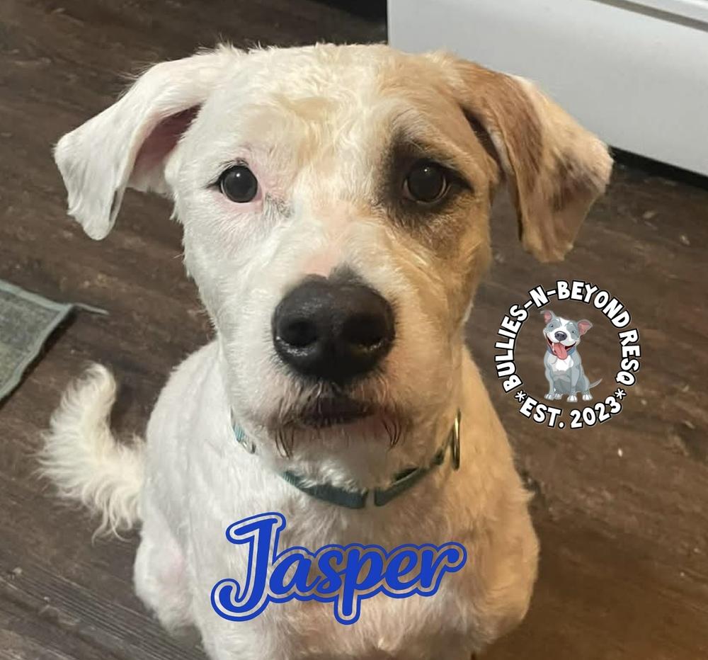 Enlarge Jasper, a Adoptable mixed breed in Omaha, NE image 3/6