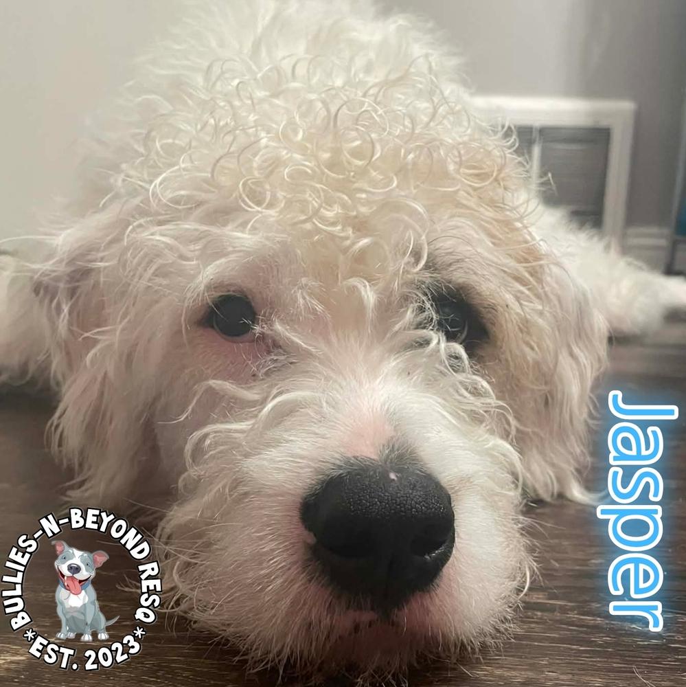 Enlarge Jasper, a Adoptable mixed breed in Omaha, NE image 4/6