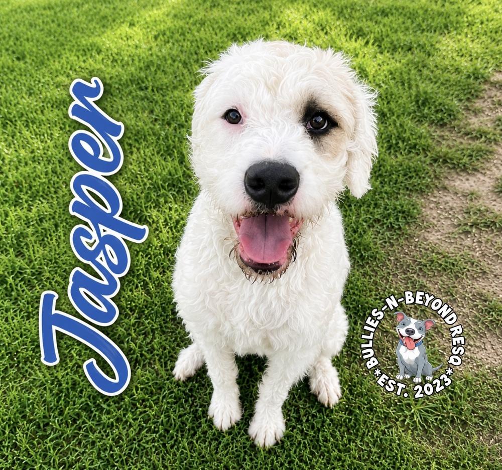 Enlarge Jasper, a Adoptable mixed breed in Omaha, NE image 5/6