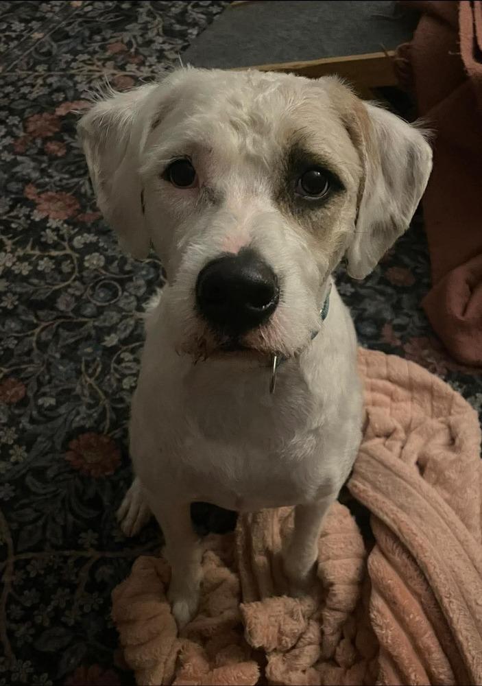 Enlarge Jasper, a Adoptable mixed breed in Omaha, NE image 3/6