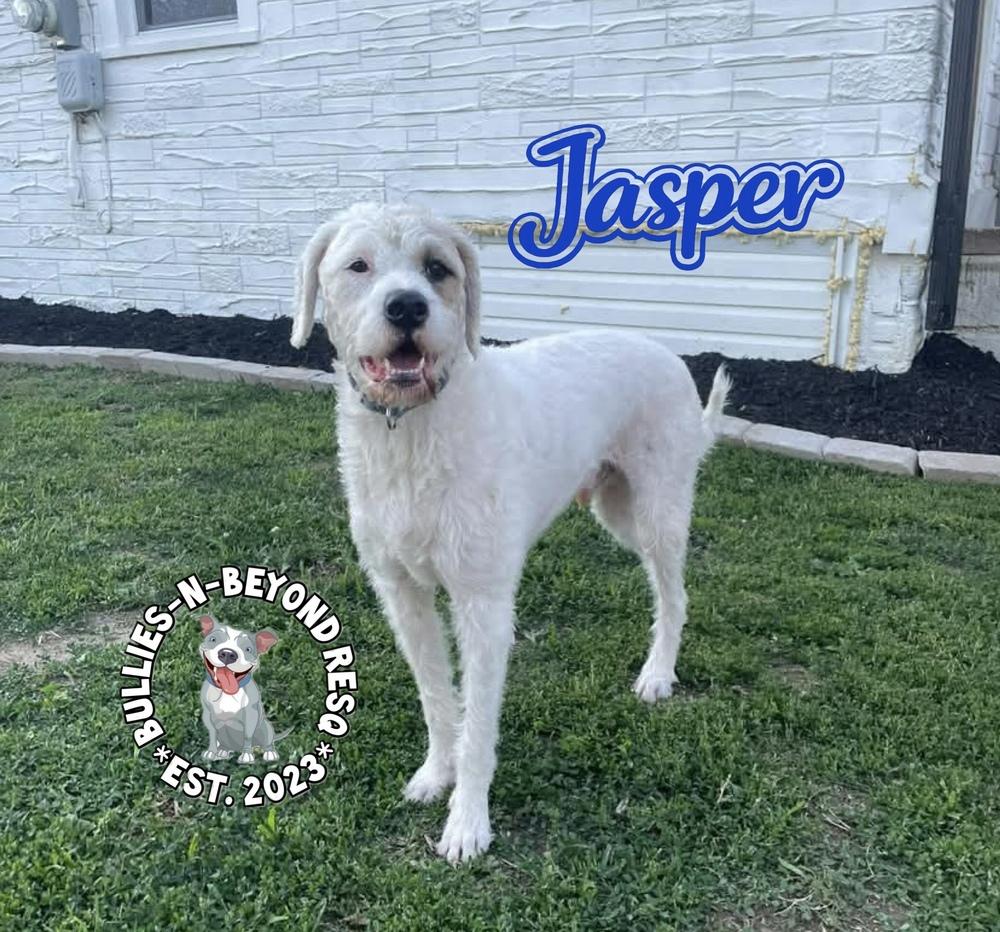 Enlarge Jasper, a Adoptable mixed breed in Omaha, NE image 6/6
