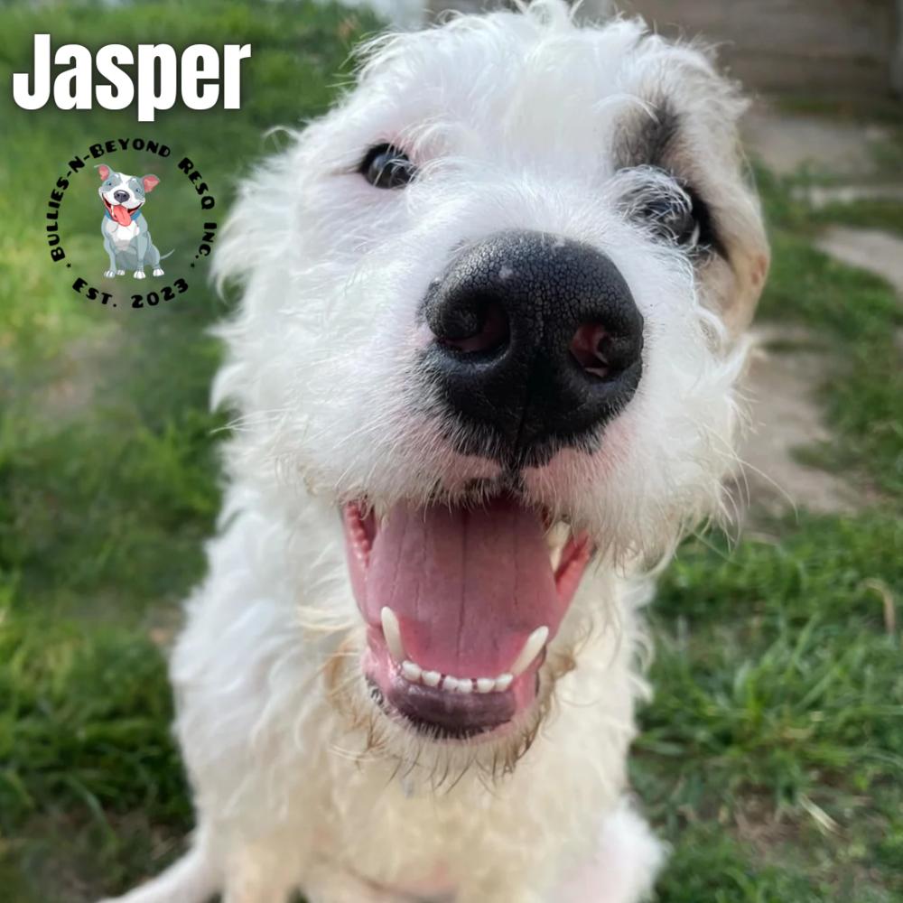 Enlarge Jasper, a Adoptable mixed breed in Omaha, NE image 4/6