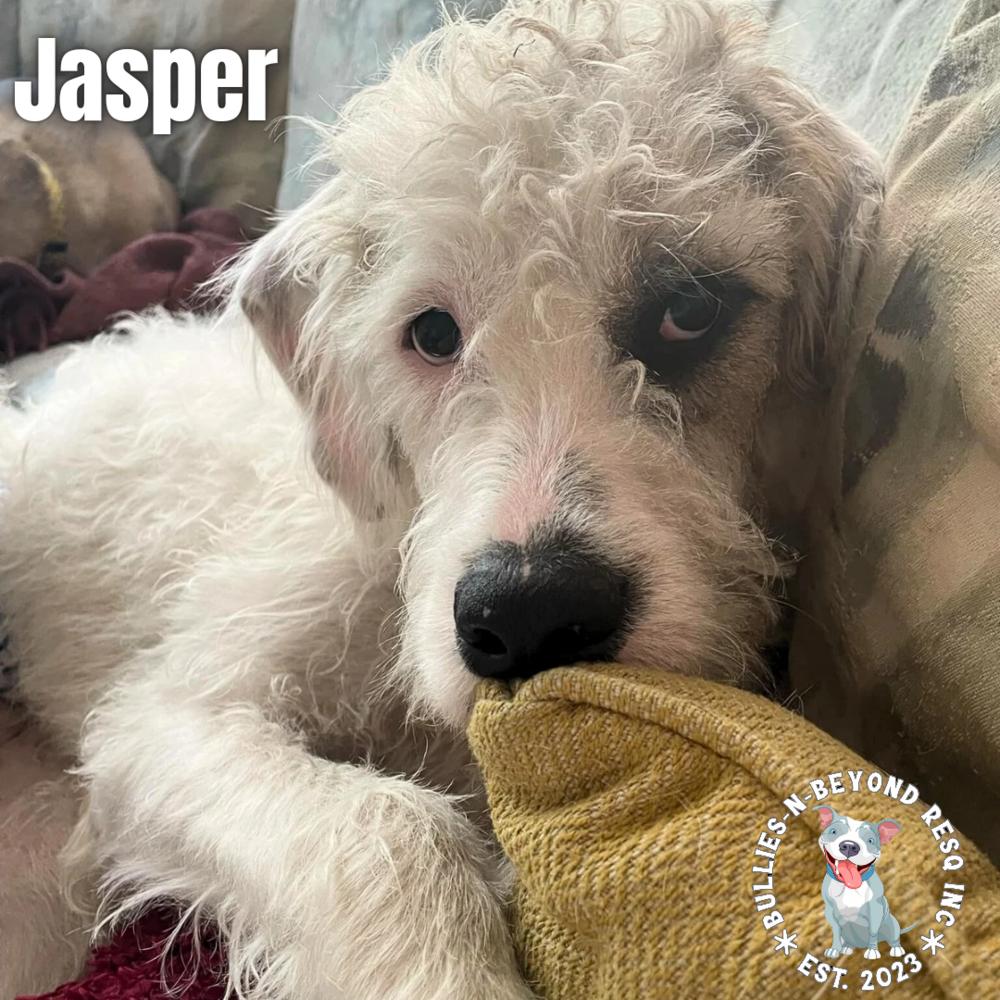 Enlarge Jasper, a Adoptable mixed breed in Omaha, NE image 5/6
