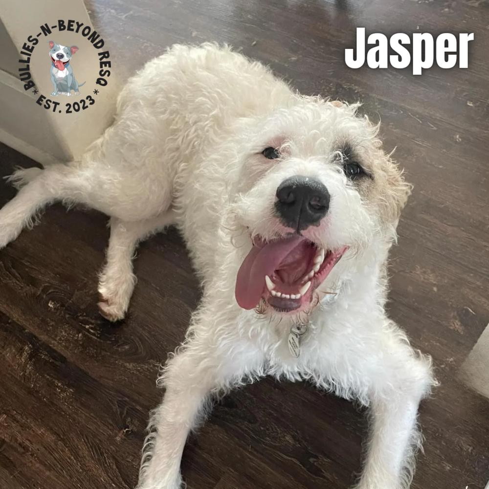 Enlarge Jasper, a Adoptable mixed breed in Omaha, NE image 6/6