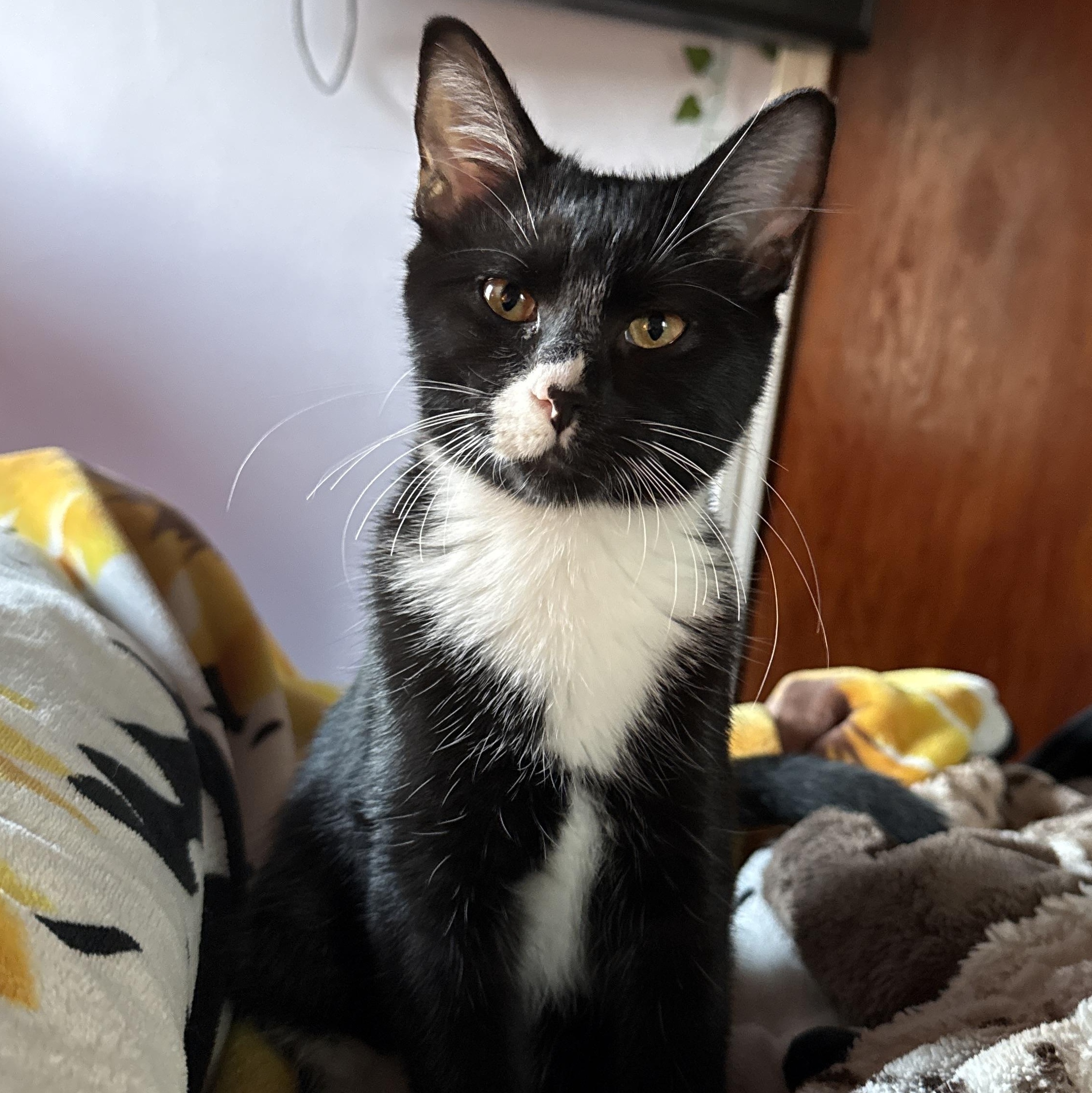 Domino, Adopted, Young Male Domestic Short Hair.