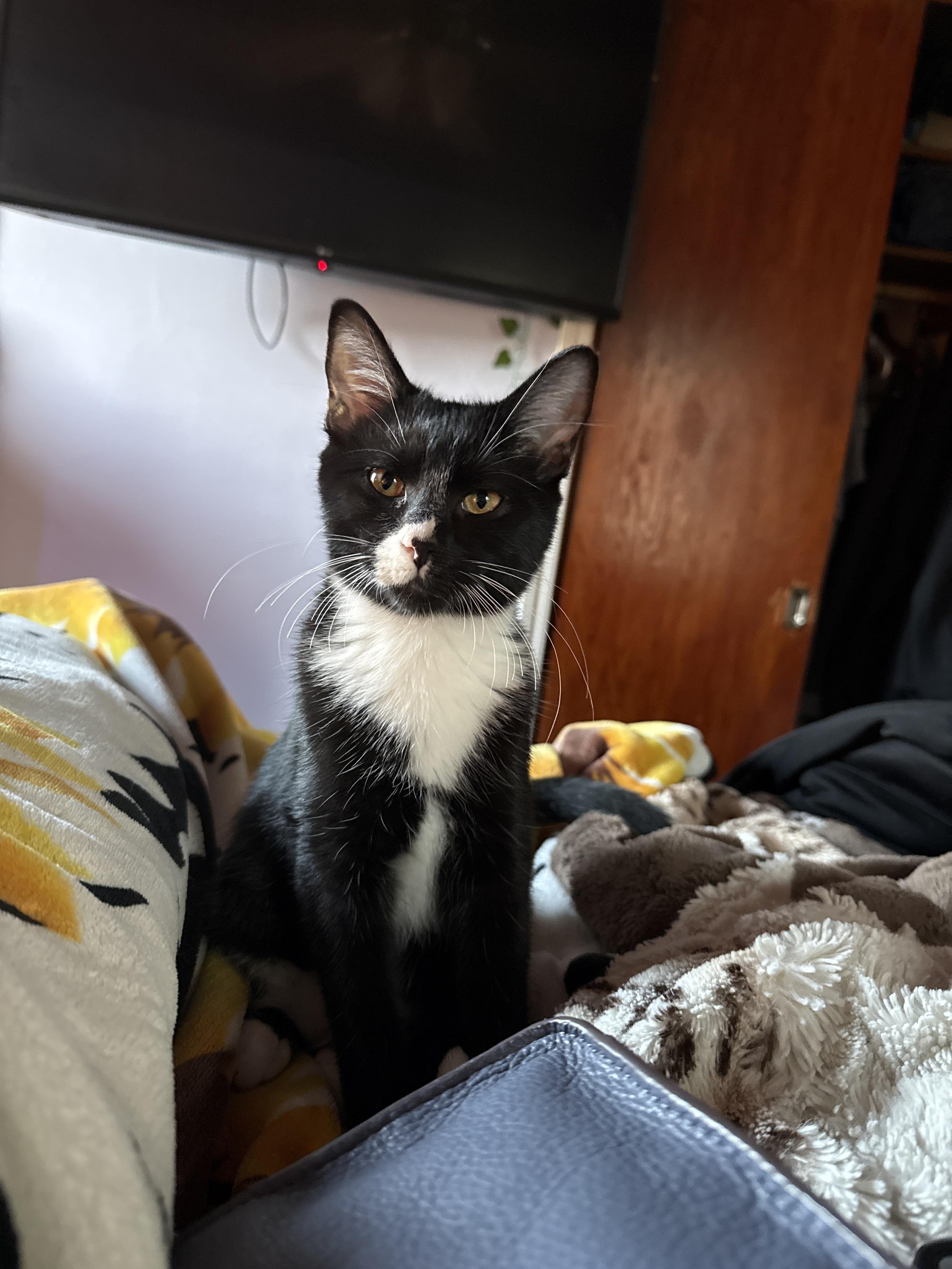Domino