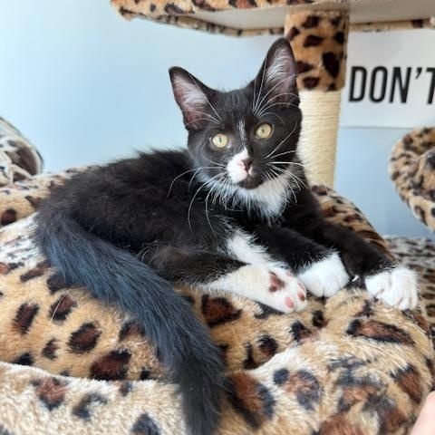 Enlarge Domino, a Adopted Domestic Short Hair in Jackson, MN image 4/5