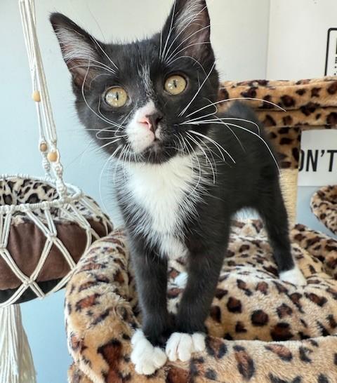 Enlarge Domino, a Adopted Domestic Short Hair in Jackson, MN image 2/5