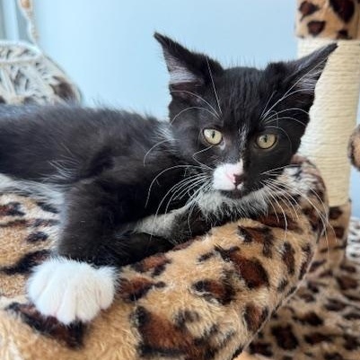 Enlarge Domino, a Adopted Domestic Short Hair in Jackson, MN image 3/5