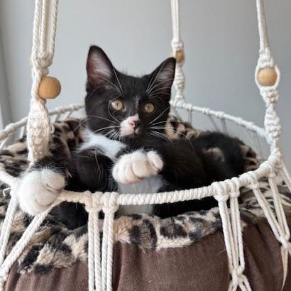 Enlarge Domino, a Adopted Domestic Short Hair in Jackson, MN image 5/5