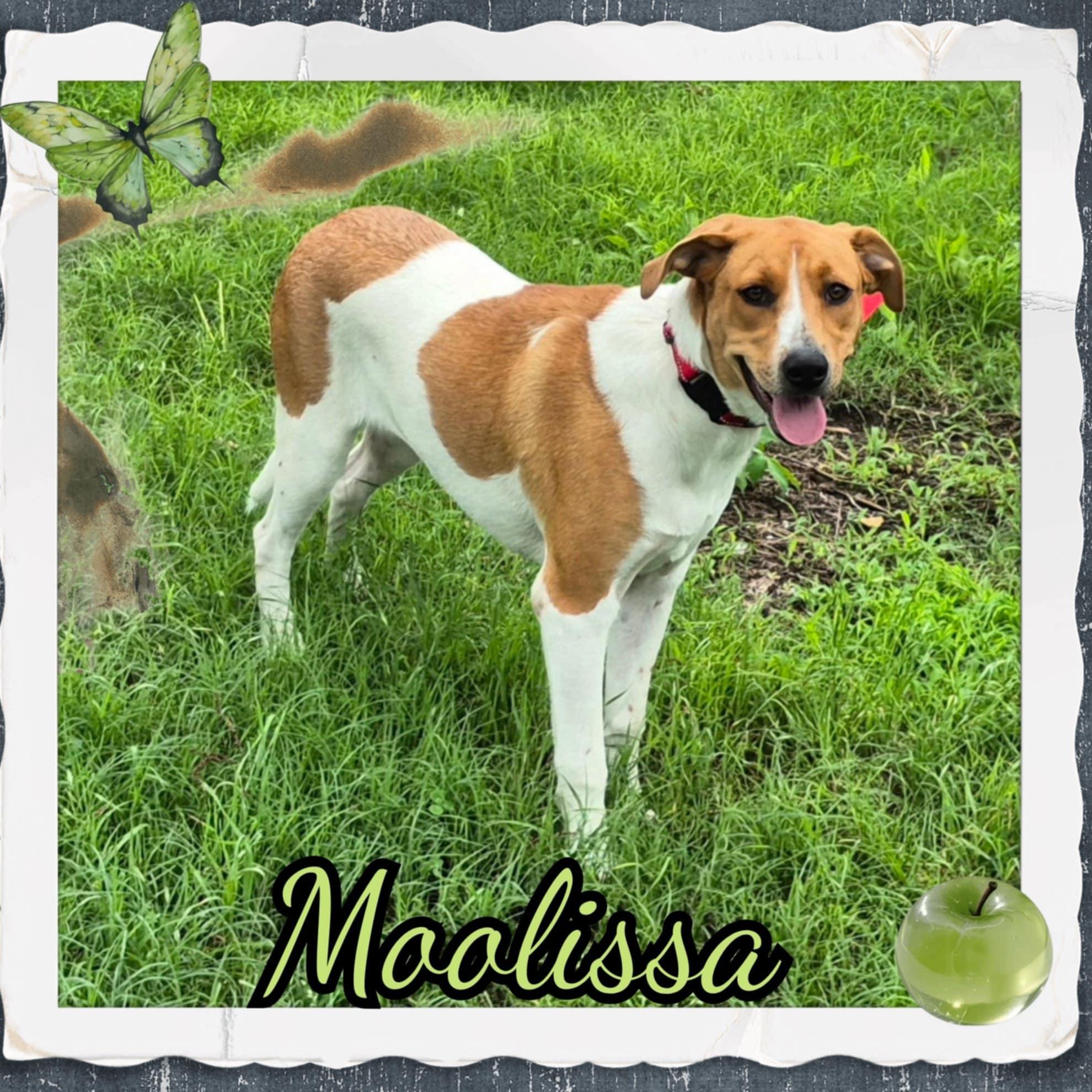 Moolissa, an adoptable Foxhound, Harrier in Grove, OK, 74344 | Photo Image 2