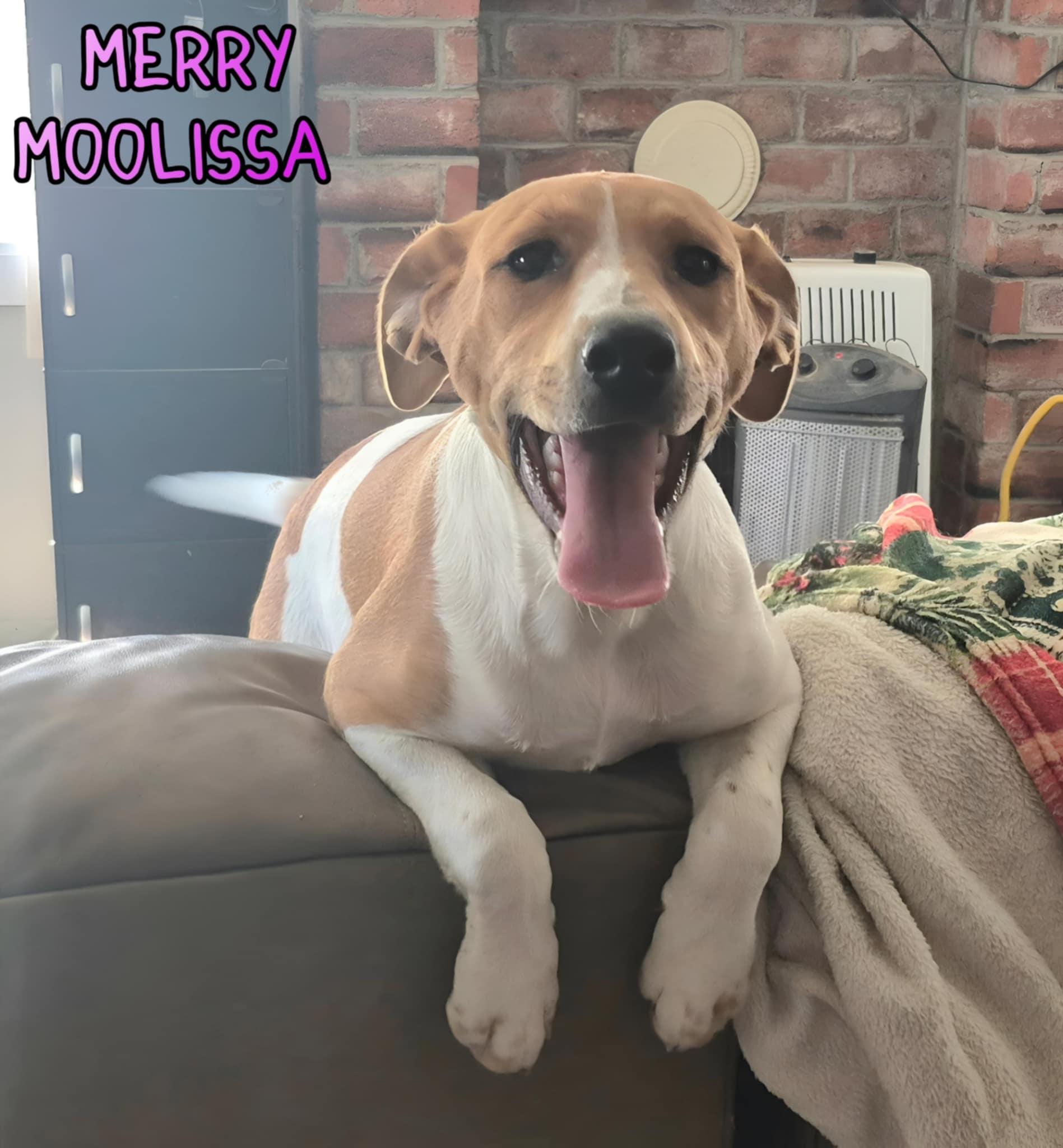 Moolissa, an adoptable Foxhound, Harrier in Grove, OK, 74344 | Photo Image 3