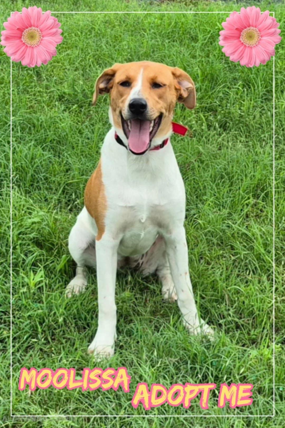 Moolissa, an adoptable Foxhound, Harrier in Grove, OK, 74344 | Photo Image 4