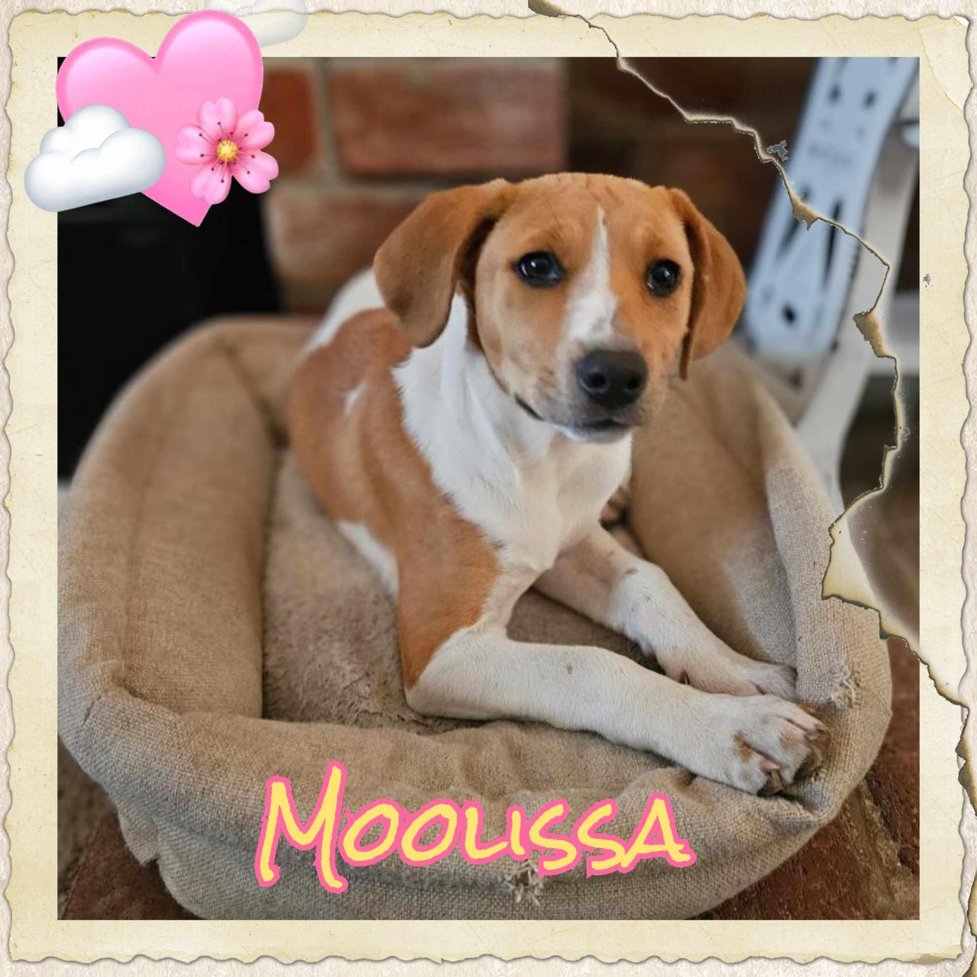 Moolissa, an adoptable Foxhound, Harrier in Grove, OK, 74344 | Photo Image 5