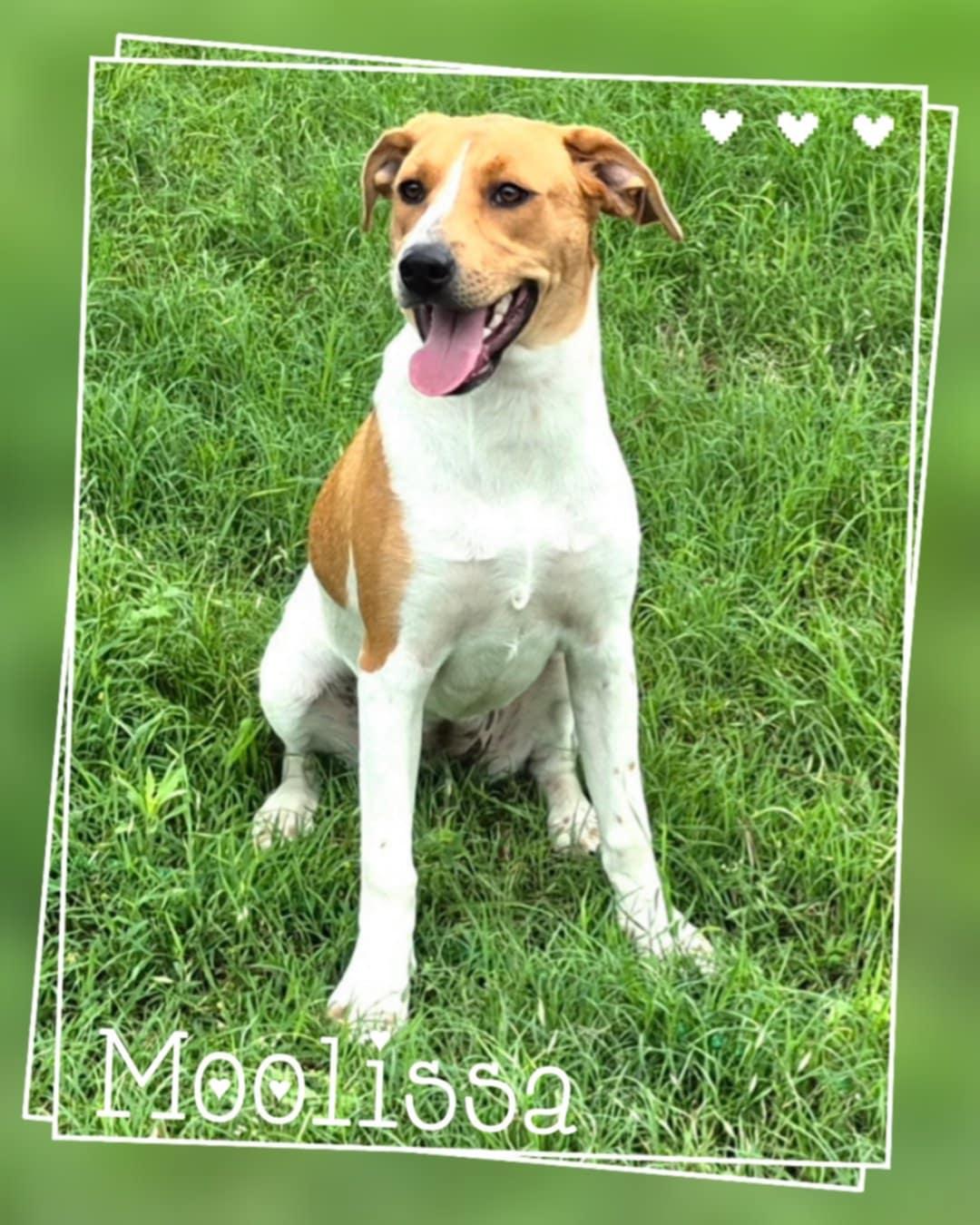 Moolissa